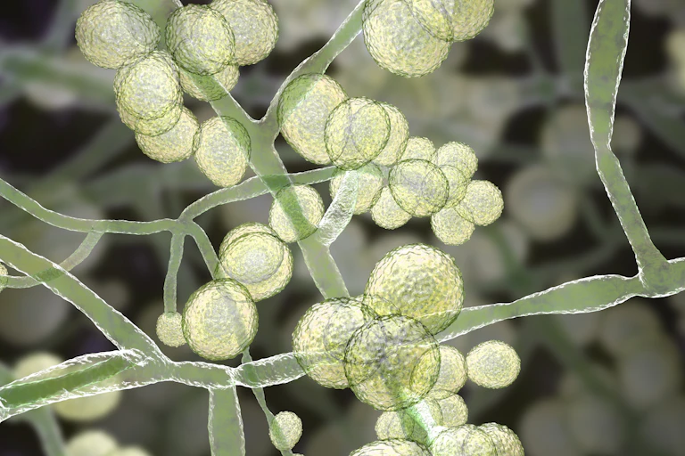 Computer illustration of the unicellular fungus (yeast) Candida auris.