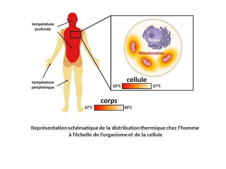 Température corporelle profonde et périphérique