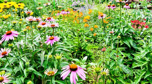 A colourful backyard pollinator garden