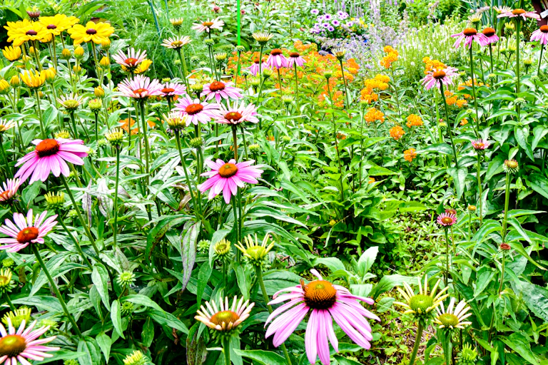 A colourful backyard pollinator garden