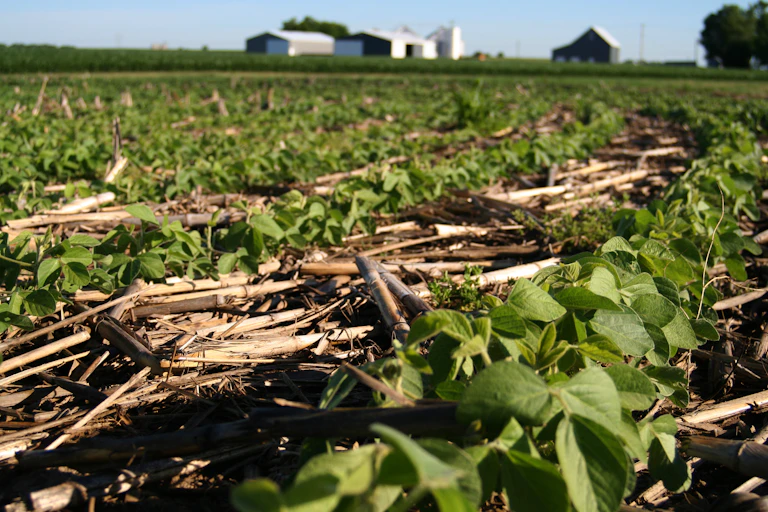 Soybean plants growing up through dried corn stalks.