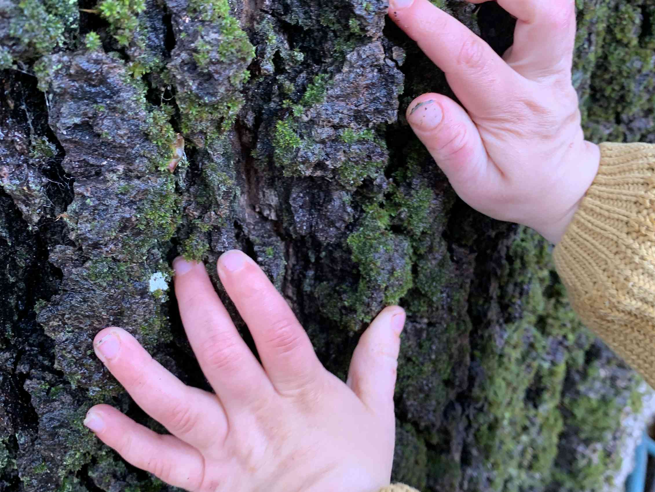 Child's hand touching bark of a tree trunk.