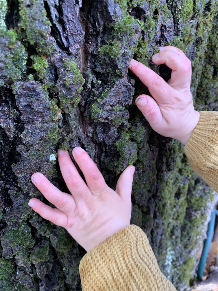 Child's hand touching bark of a tree trunk.