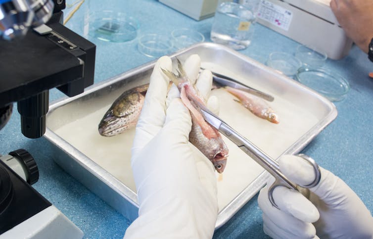 gloved hands cut open fish with sciessors