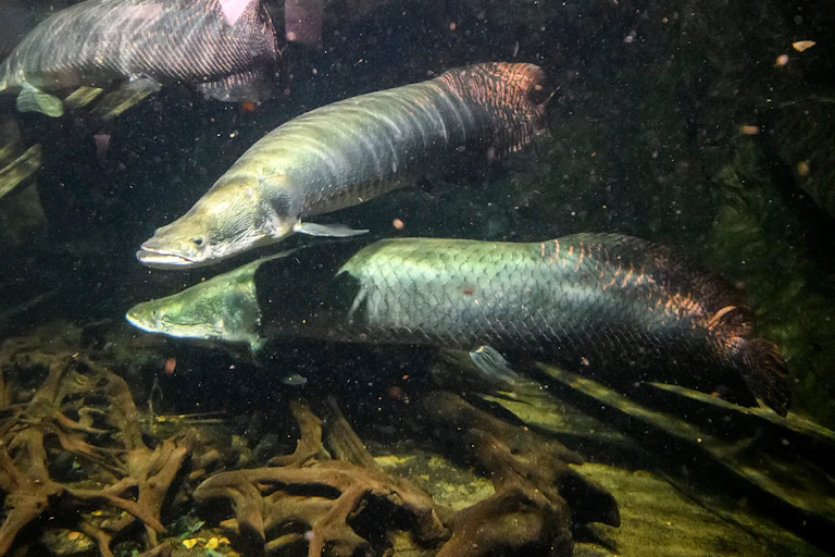 Australian lungfish