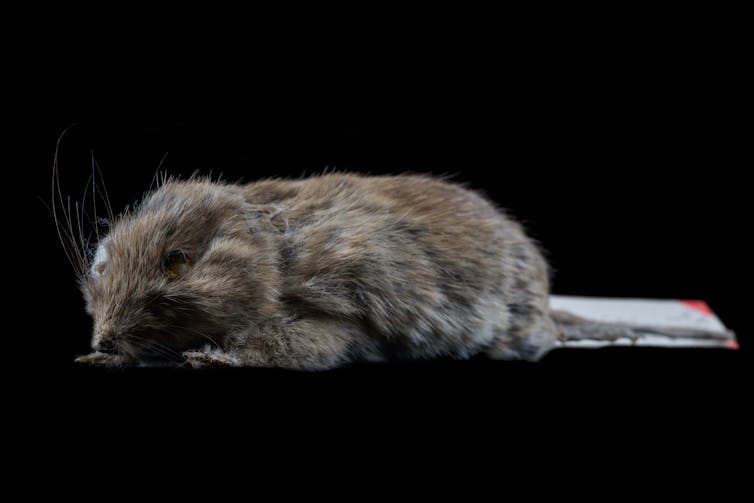 This adorable mouse was considered extinct for over 100 years — until we found it hiding in plain sight