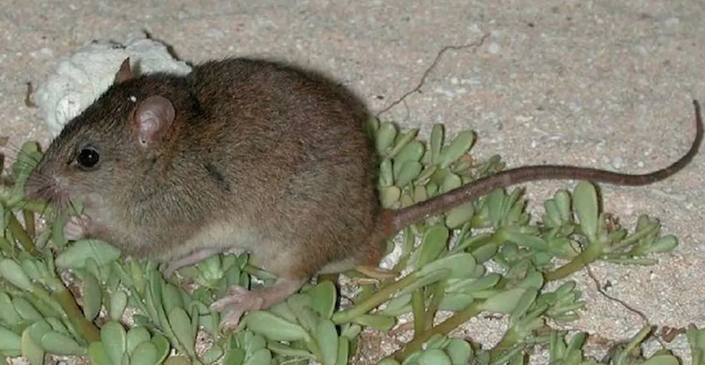 This adorable mouse was considered extinct for over 100 years — until ...
