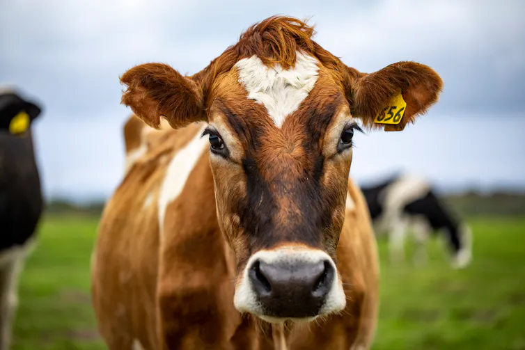 Cow looks at camera