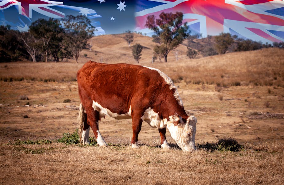 Cow in field with Australia, UK and NZ flags in background