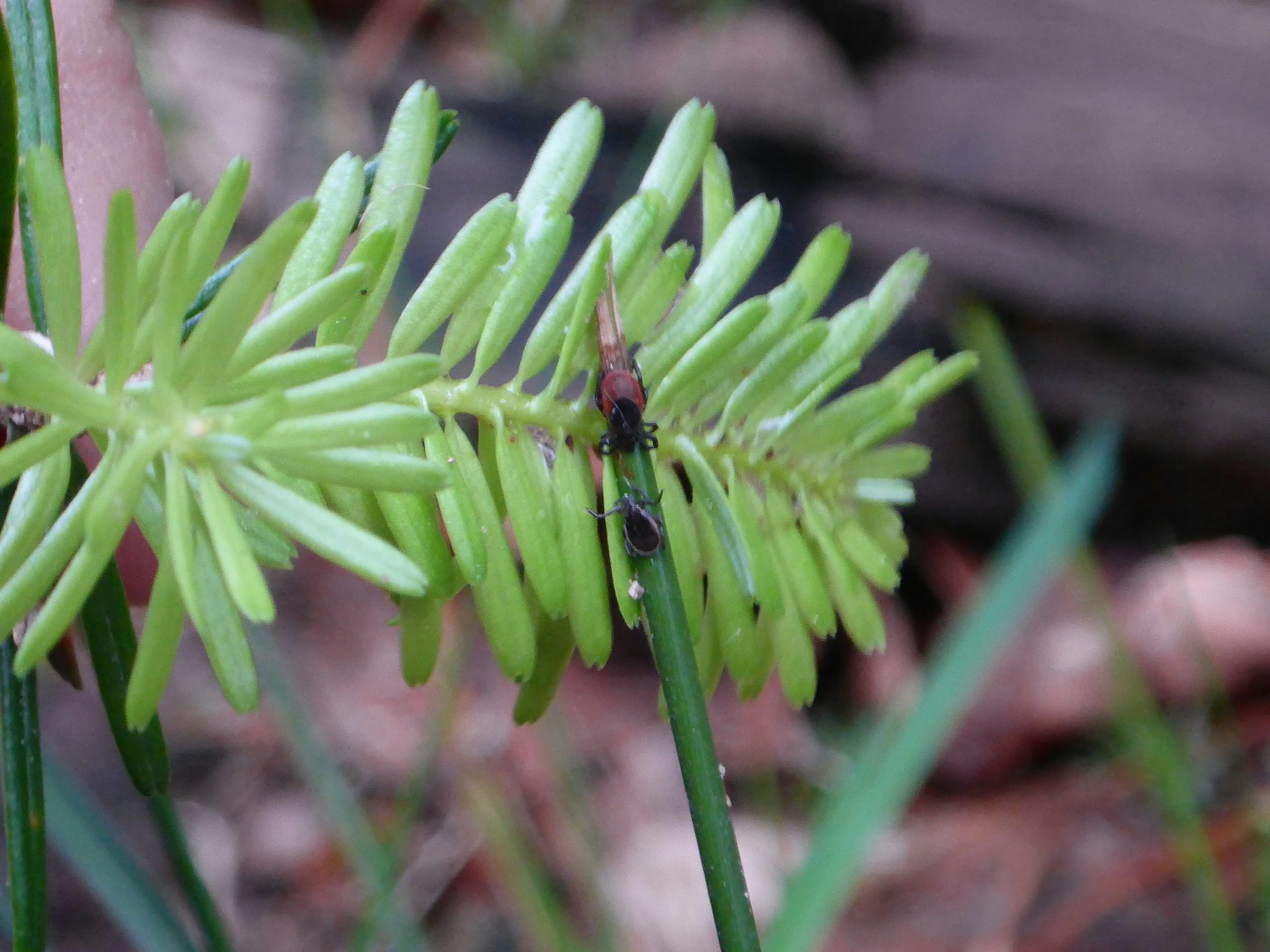 Photos de tiques Ixodes ricinus (mâle et femelle)