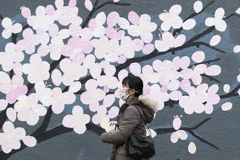 A woman wearing a face mask walks past a mural depicting pink cherry blossoms.