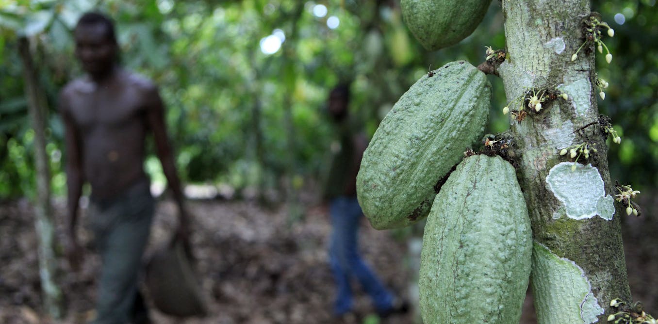 How the cocoa industry could end deforestation in West Africa