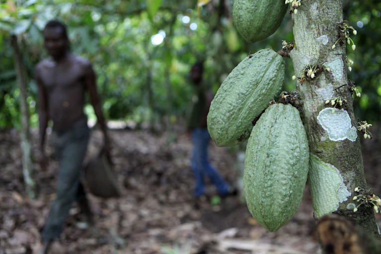 A man walking by a tree with two large green pods growing on the trunk.