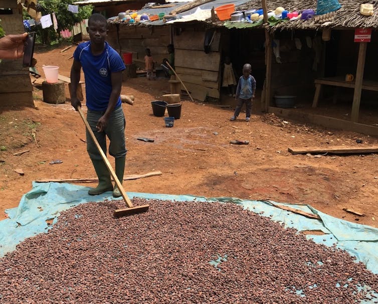 A man moving cocoa beans across a tarp with a rake
