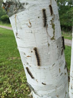 Several caterpillars crawling up a white-barked tree.