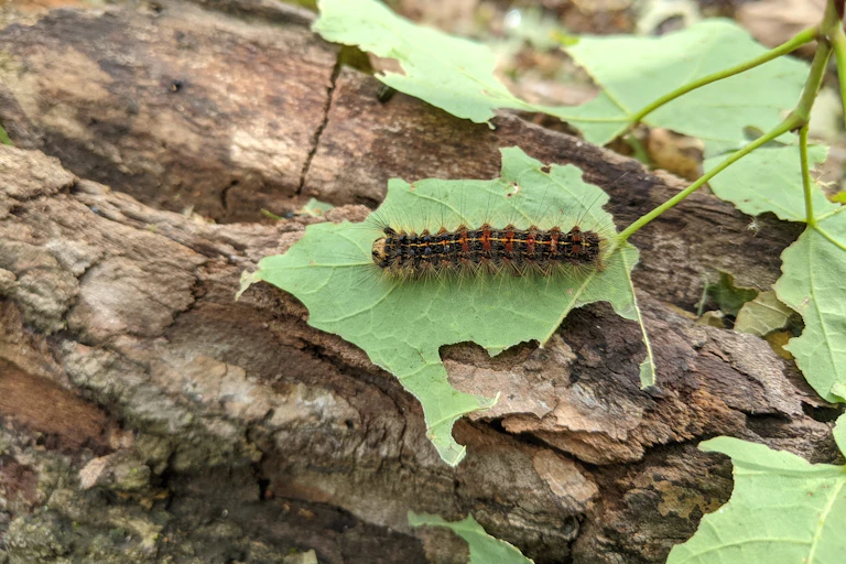 A caterpillar on a chewed up leaf.