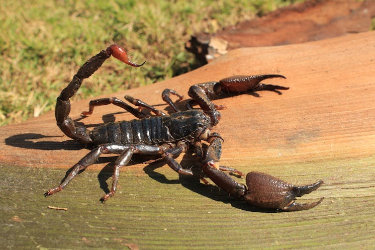 Enormous scorpion