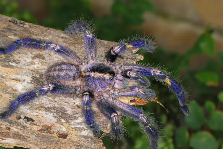 A bluish tarantula