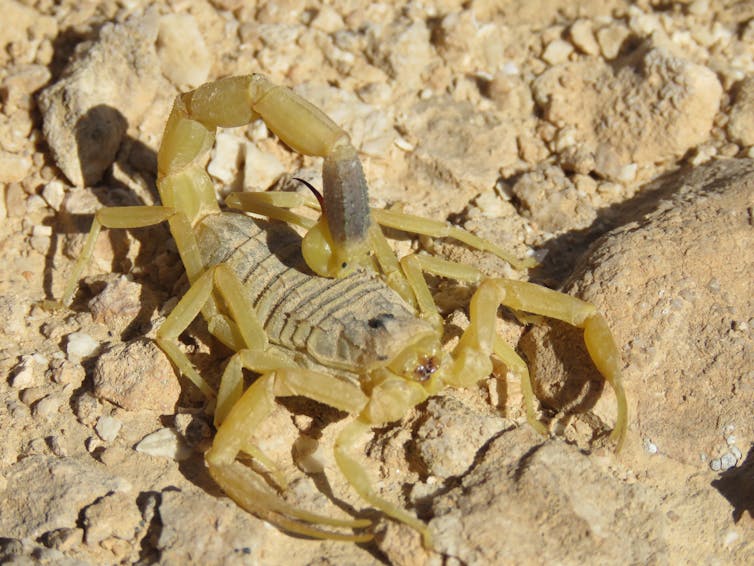 Yellow scorpion
