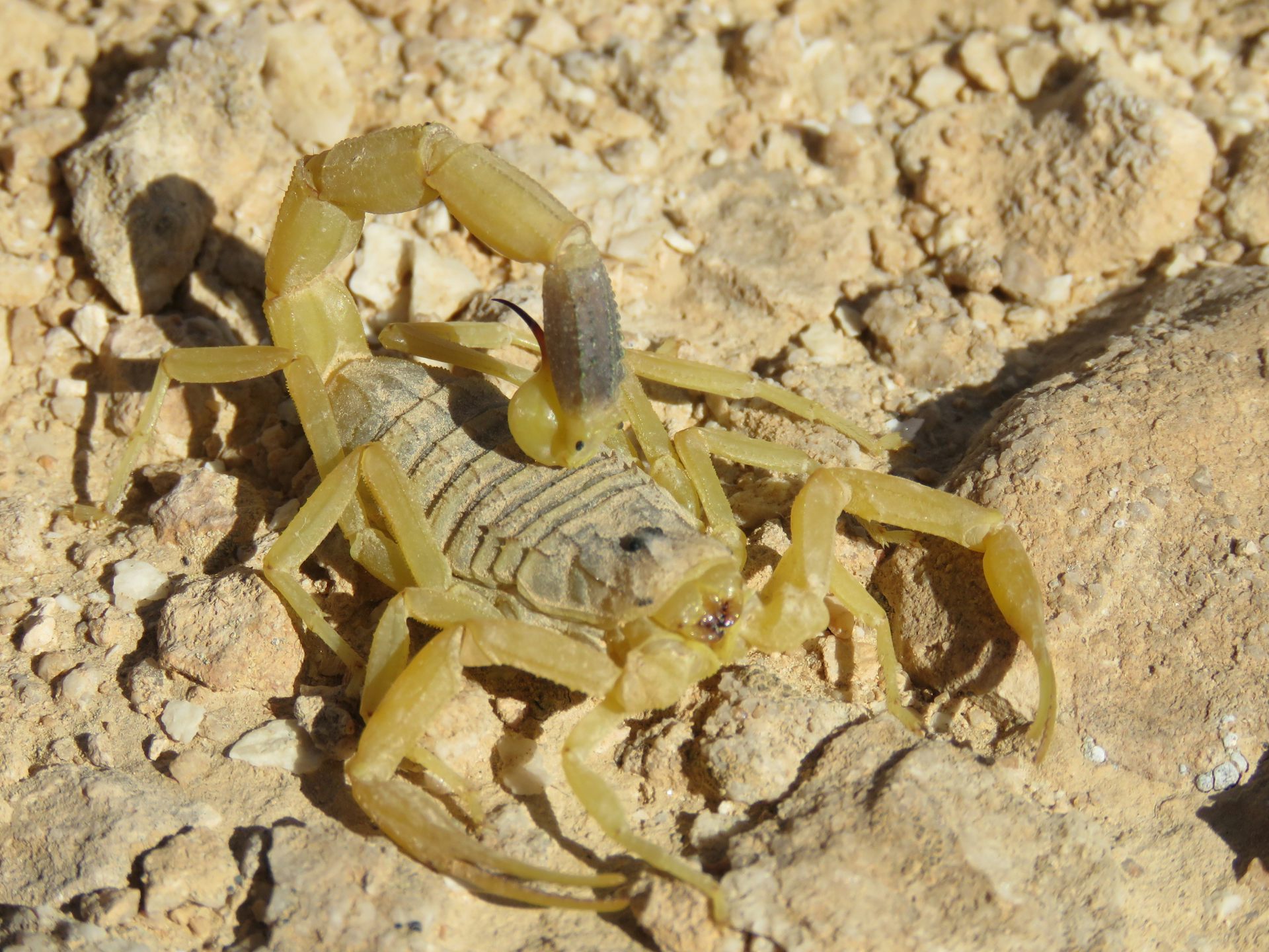Ever wondered who'd win in a fight between a scorpion and tarantula? A  venom scientist explains