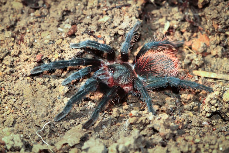 A black tarantula with a red rump