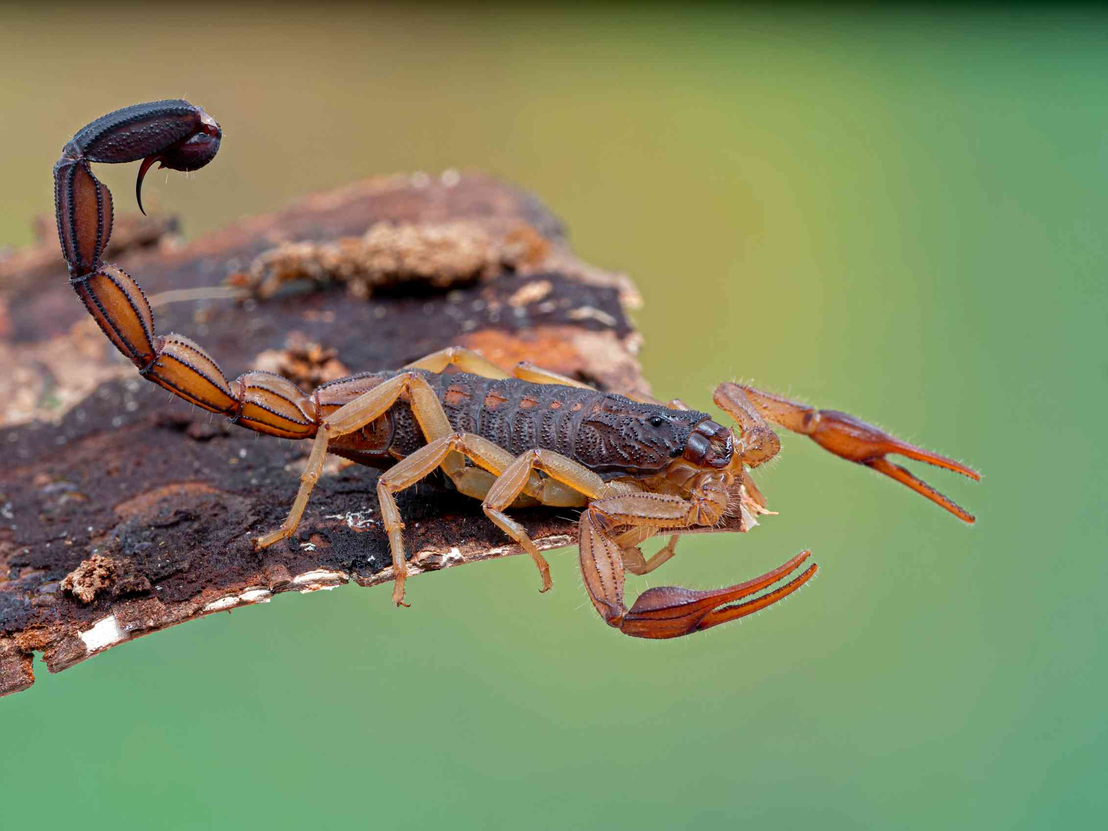 Animals scorpions. Стрипедтальский Скорпион. Желтый толстохвостый Скорпион. Арабский толстохвостый Скорпион. Паукообразные отряд Скорпионы.
