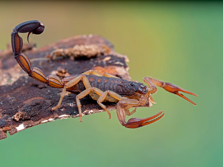 Ever wondered who'd win in a fight between a scorpion and tarantula? A venom scientist explains