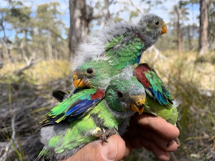 baby swift parrots