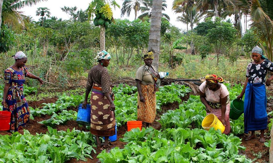 Women stand in a vegetable garden, carrying buckets of water