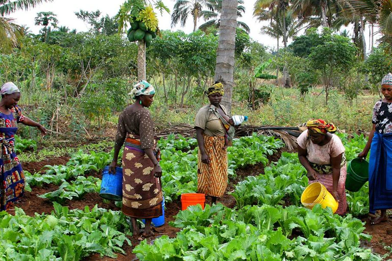 Women stand in a vegetable garden, carrying buckets of water