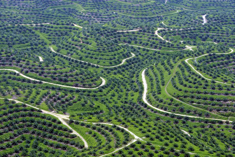 Green monoculture.