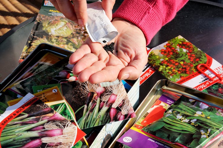 A hand cupping seeds; seed packets in background.