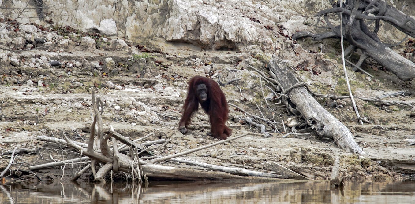 Ecocide: why establishing a new international crime would be a step towards interspecies justice