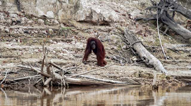 Orangutan after forest fire