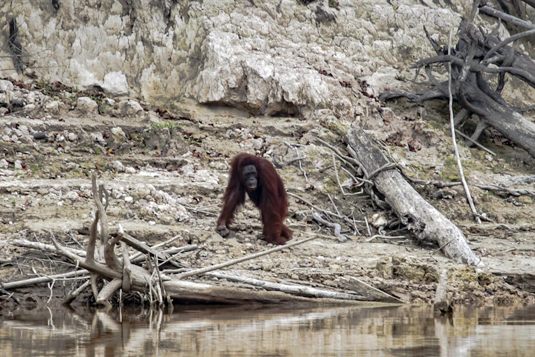 Orangutan after forest fire