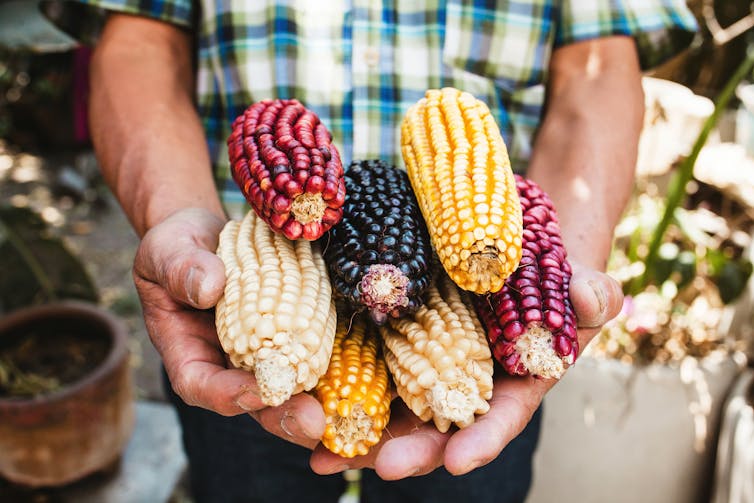 Man holds stack of different coloured corn on the cob.