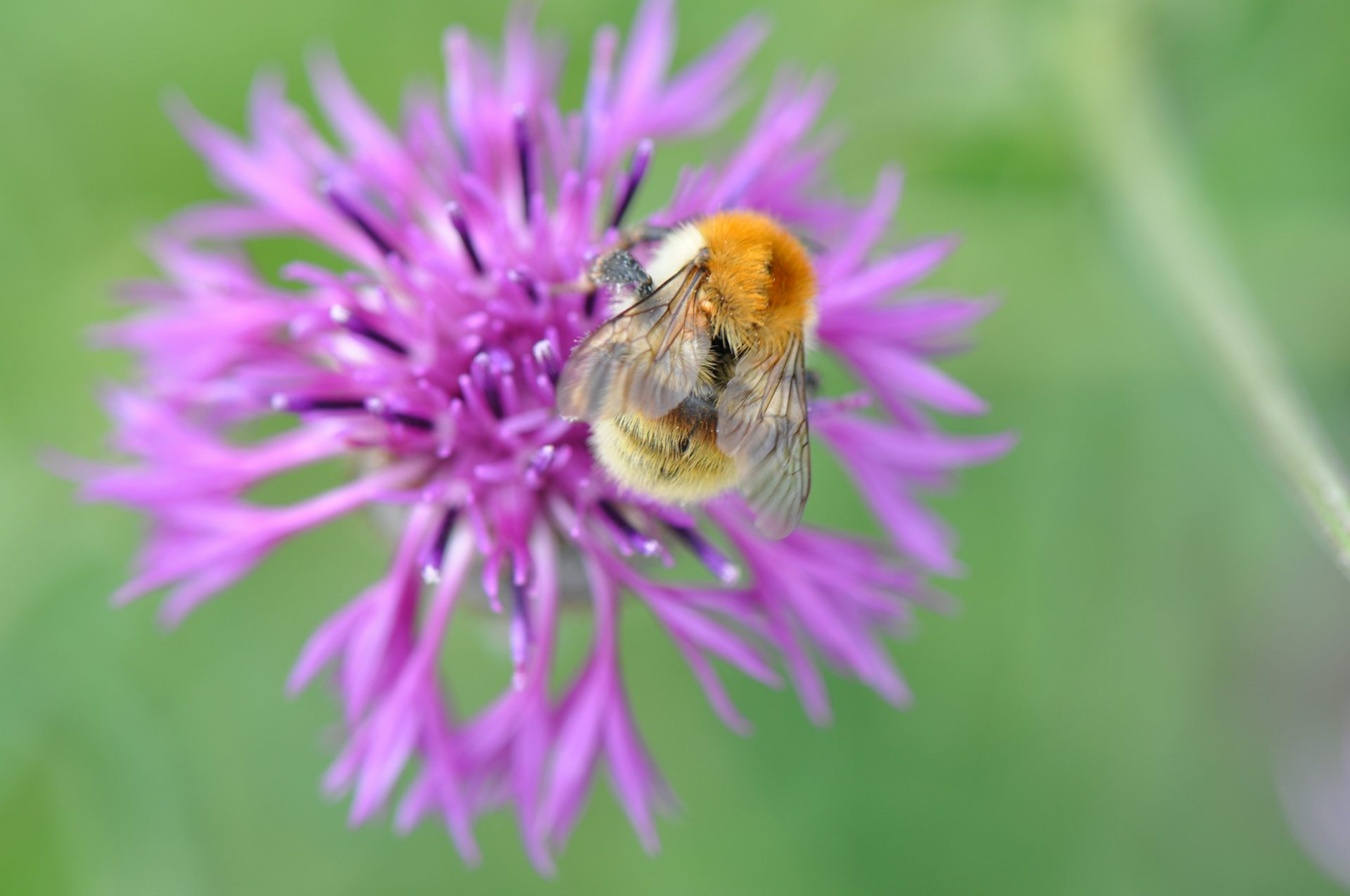 A bee sits on a purple flower