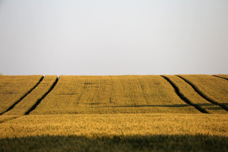 A field of identical crops under a pale sky