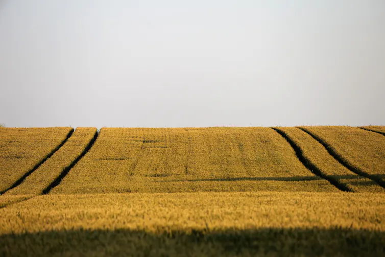 A field of identical crops under a pale sky
