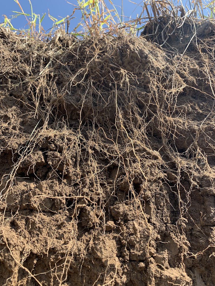 Cross section of prairie soil with deep roots.