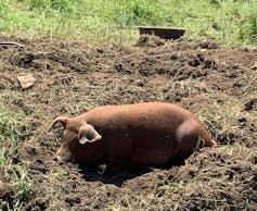 Pig sunbathing in pasture.