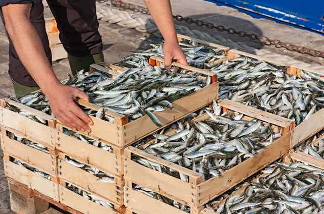 Cajas de sardinas recién capturadas en muelle.