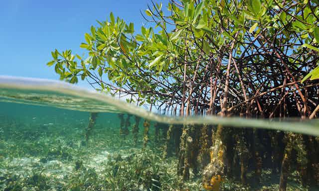 Mangrove tree roots above and below the water.