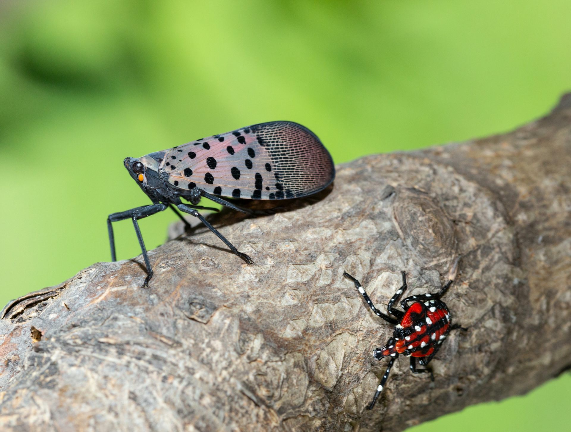 The Invasive Spotted Lanternfly Is Spreading Across The Eastern US ...