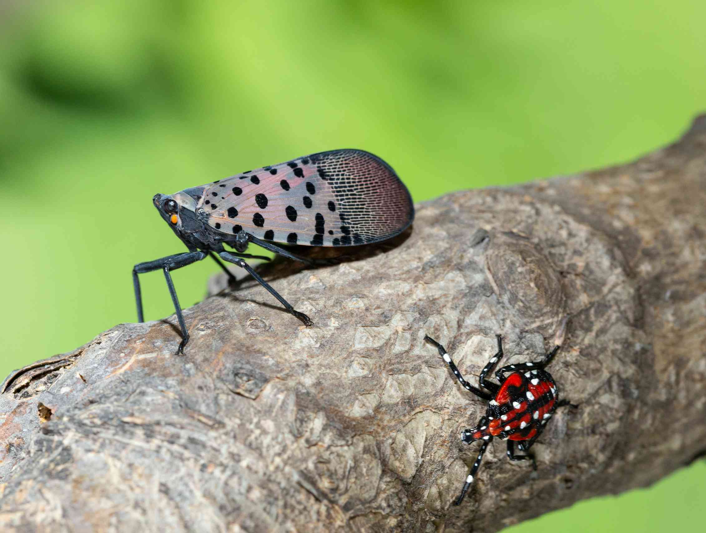 The invasive spotted lanternfly is spreading across the eastern US ...