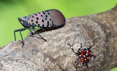The invasive spotted lanternfly is spreading across the eastern US – here's what you need to know about this voracious pest