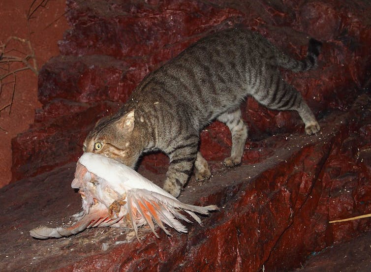 feral cat holds dead bird