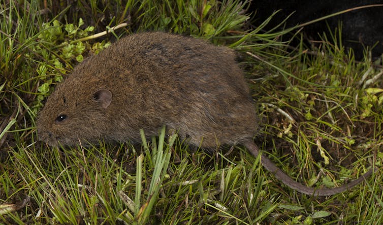 Meet the broad-toothed rat: a chubby-cheeked and inquisitive Australian rodent that needs our help