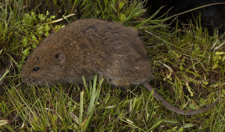 a chubby-cheeked and inquisitive Australian rodent that needs our help