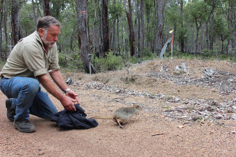 Conservation worker releases woylie